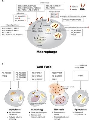 Role of the PE/PPE Family in Host–Pathogen Interactions and Prospects for Anti-Tuberculosis Vaccine and Diagnostic Tool Design